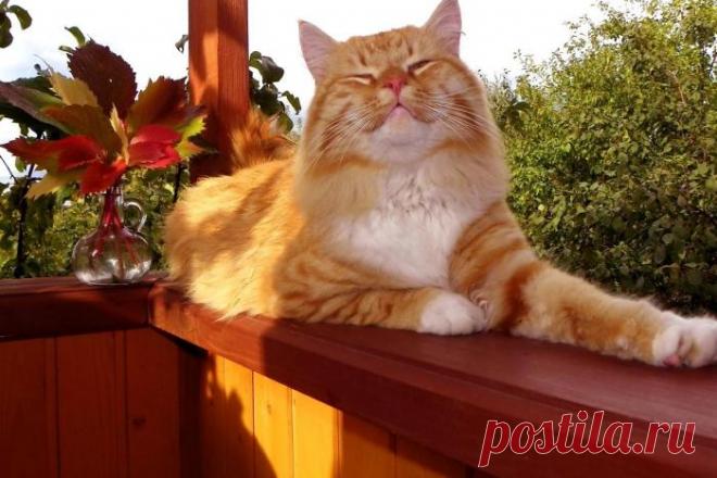 Умный котик - это звучит гордо!