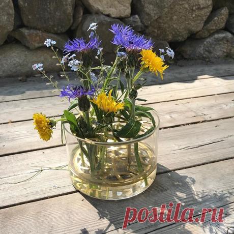 На данном изображении может находиться: растение и цветок