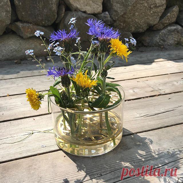 На данном изображении может находиться: растение и цветок