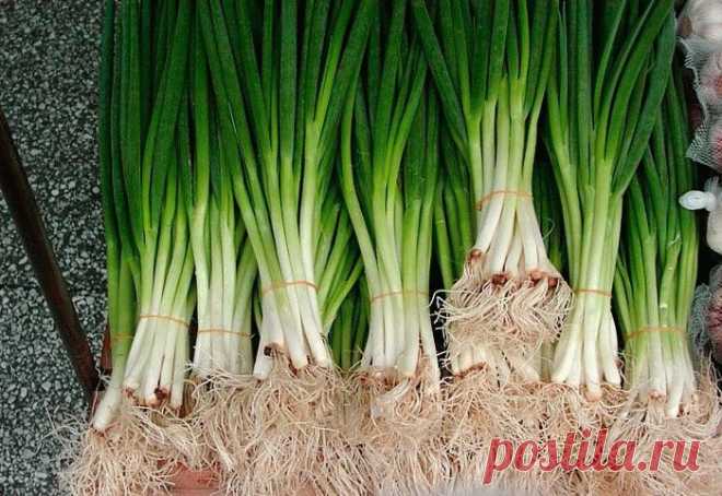 Выращивание лука-батуна в открытом грунте