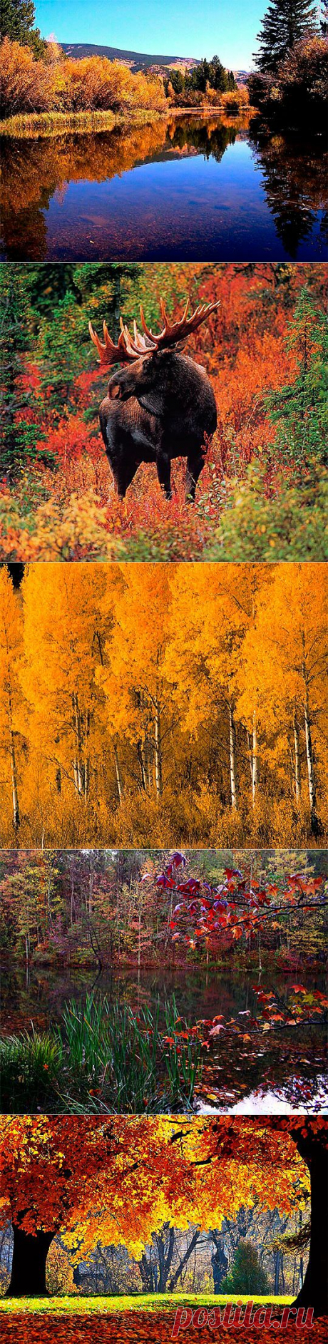 Осенняя природа картинки (47 фото) видео