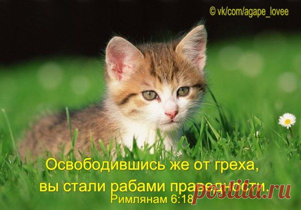 ♥...Агапэ...♥