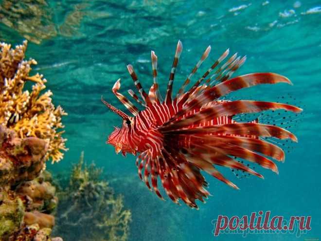 Морские обитатели Бора Бора и Муреа. Marine life Bora Bora and Moorea.