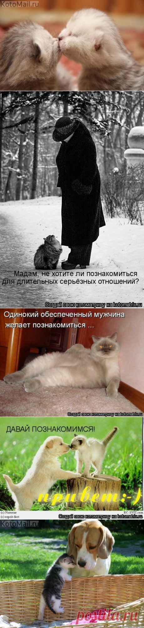 Как мы рады нашему знакомству! | KotoMail.ru