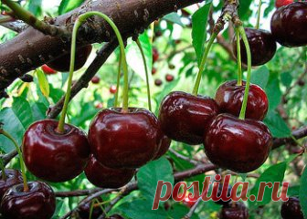 ВИШНЯ. ЧТО, ГДЕ, КОГДА ВНОСИТЬ ПОДКОРМКИ, ЧТОБЫ БЫТЬ С УРОЖАЕМ. НА ЗАМЕТКУ САДОВОДАМ!
Сохраните, чтобы не потерять!