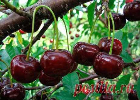 ВИШНЯ. ЧТО, ГДЕ, КОГДА ВНОСИТЬ ПОДКОРМКИ, ЧТОБЫ БЫТЬ С УРОЖАЕМ. НА ЗАМЕТКУ САДОВОДАМ!
Сохраните, чтобы не потерять!