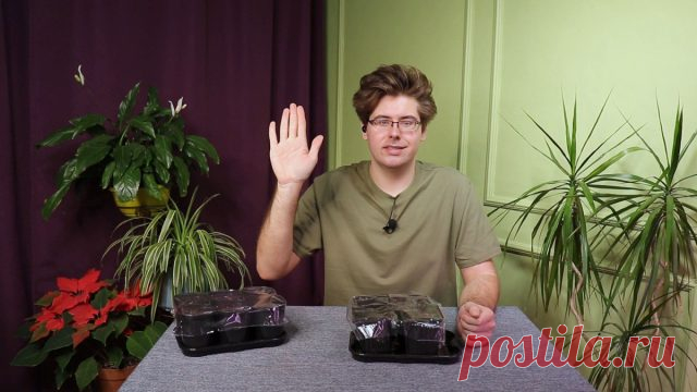 Как правильно посеять огурцы, арбузы и дыни на рассаду? Видео — Ботаничка.ru