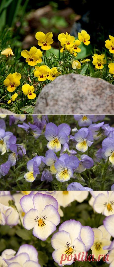 Анютины глазки, Виола, Фиалки (VIOLA) - (фото цветов).