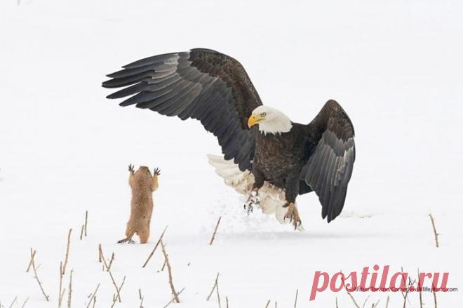 Победители конкурса Comedy Wildlife Photography Awards 2021