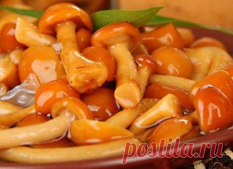 Грибы маринованные на зиму. Рецепт маринованных опят, маслят, шампиньонов, лисичек, белых грибов