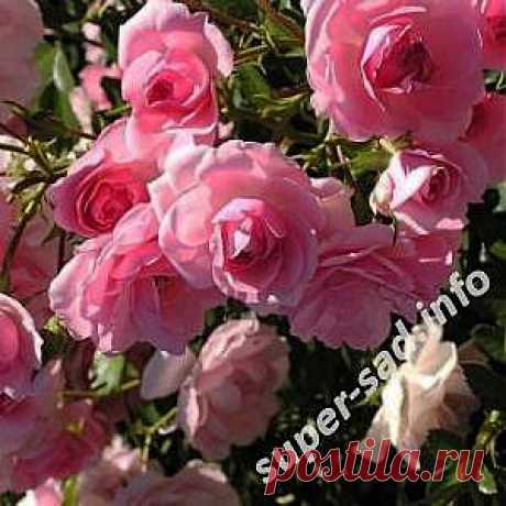 Сорта почвопокровных  - &quot;Наша дача&quot; - olga.osipova.71@bk.ru - Почта Mail.Ru
