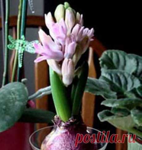 Гиацинт. Уход в домашних условиях