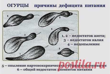 (44) Одноклассники