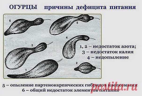 (44) Одноклассники