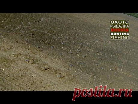 Как нас видят гуси, тонкости маскировки