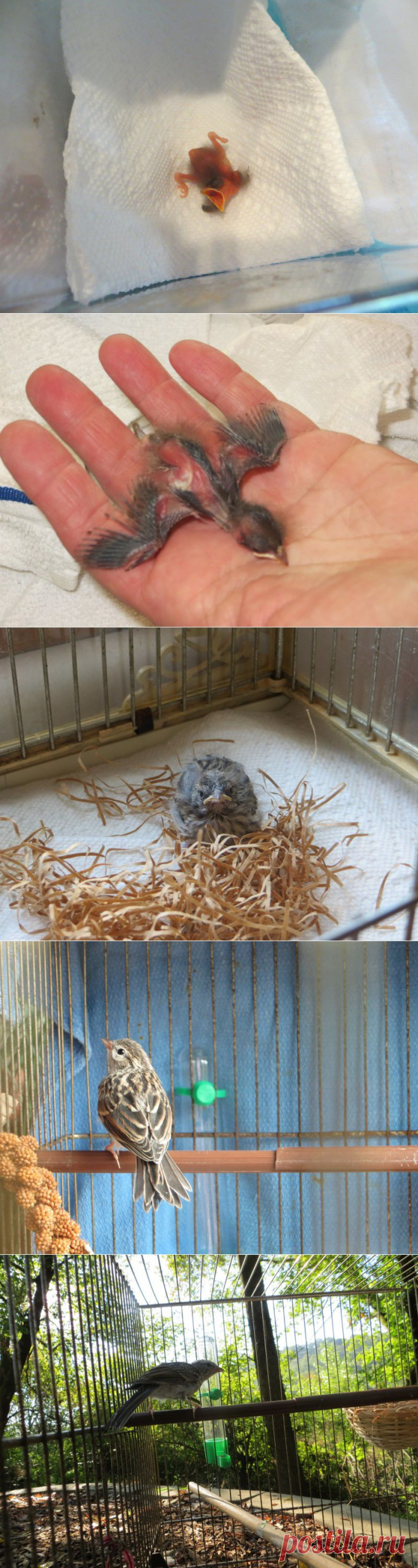 Этот птенец выпал из гнезда и умирал... Но посмотрите, что произошло через 36 дней! | Все о наших питомцах