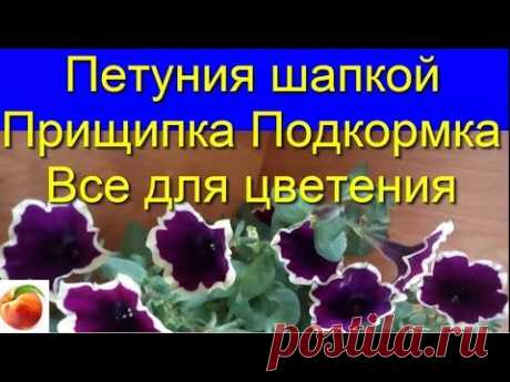 петуния - уход, черенкуем весной, обалденный вегетативный сорт Рим Маджента!