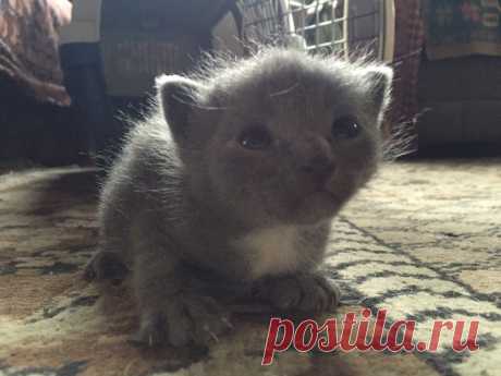 Подобрали на улице слепого и мокрого...