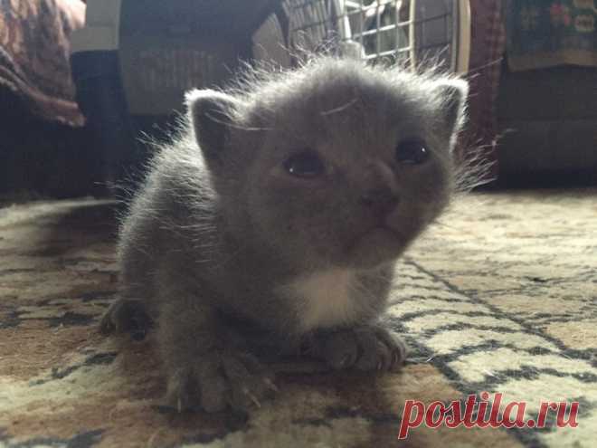 Подобрали на улице слепого и мокрого...