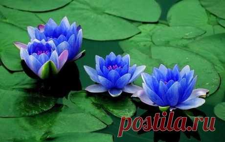 .blue lotus