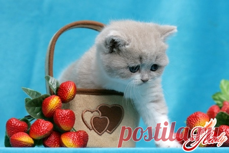 КОШКИН ДОМ. Что делать, если у кота перхоть? 
Кожа животных постоянно находится в процессе обновления. При этом омертвевшие чешуйки эпидермиса отслаиваются, образуя на шерсти характерные белые хлопья. Это совершенно нормальный физиологический пр…