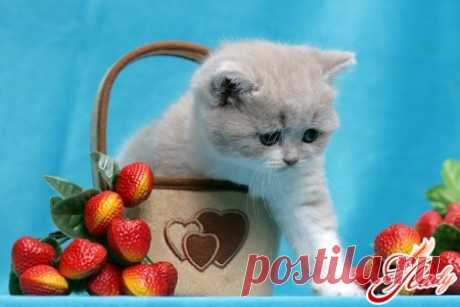 КОШКИН ДОМ. Что делать, если у кота перхоть? 
Кожа животных постоянно находится в процессе обновления. При этом омертвевшие чешуйки эпидермиса отслаиваются, образуя на шерсти характерные белые хлопья. Это совершенно нормальный физиологический пр…