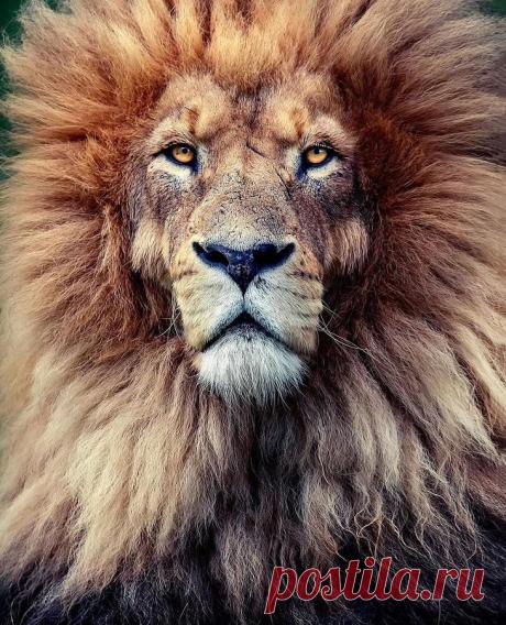 Фотографии «поющих» львов, носорогов и потрясающего тигра