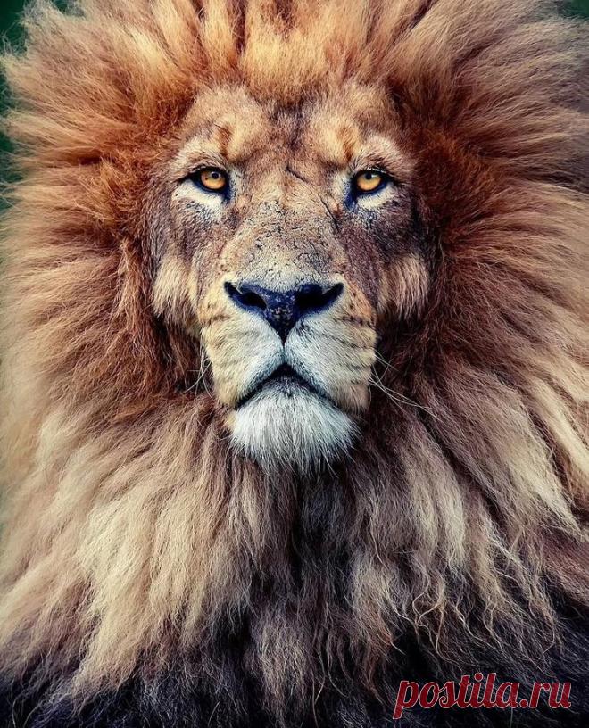 Фотографии «поющих» львов, носорогов и потрясающего тигра