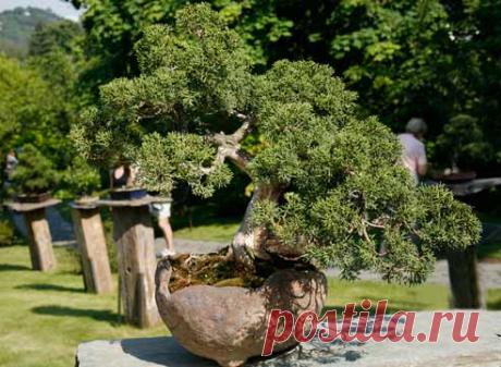 Как выбрать деревце-бонсай в магазине на Supersadovnik.ru