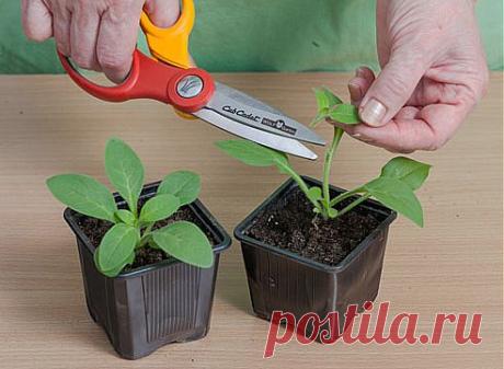 Петуния: выращивание рассады.