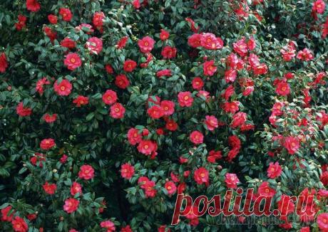 Маломерные кустарники, которые можно посадить на участке