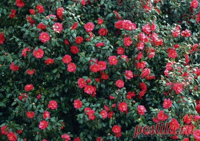 Маломерные кустарники, которые можно посадить на участке