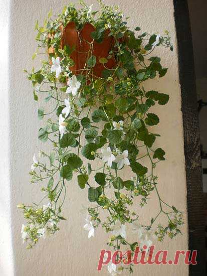 Колокольчик - Campanula: фото, условия выращивания, уход и размножение | happyflora.ru