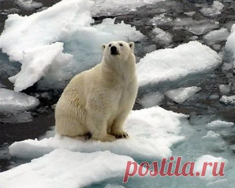 27 февраля — Международный День Белого Медведя