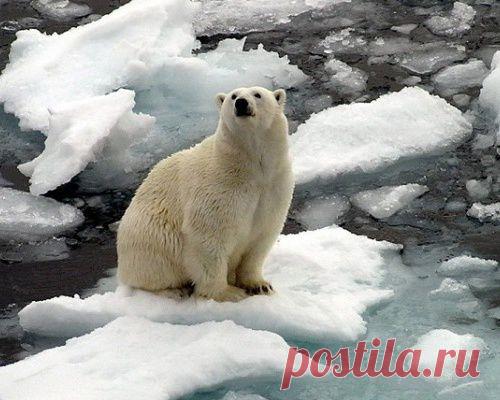 27 февраля — Международный День Белого Медведя