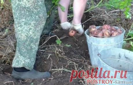 Выращивание картофеля под соломой или сеном