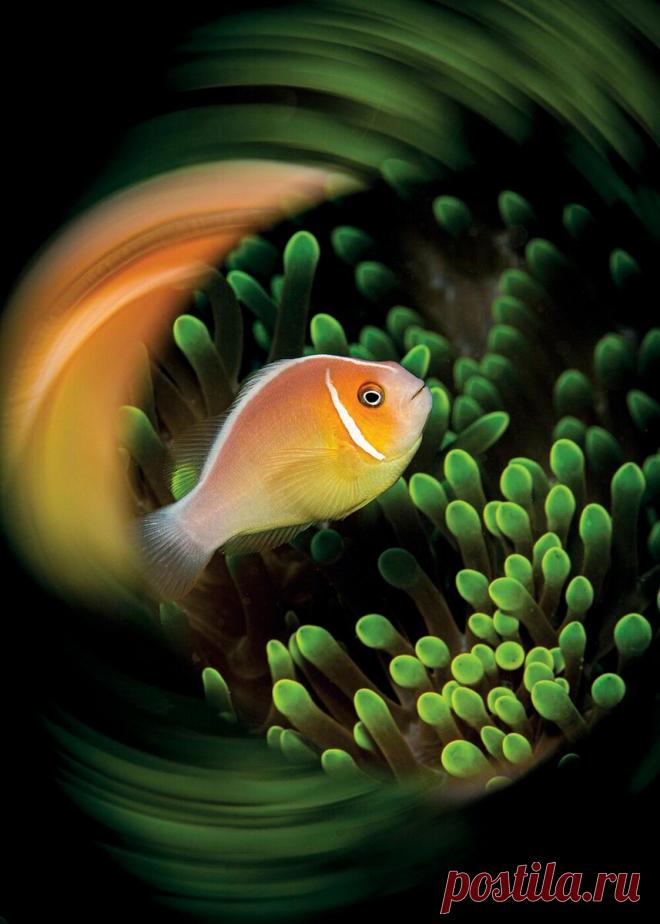 Удивительный подводный мир и его обитатели: лучшие фото года, часть 2  🐠
На сегодняшний день в мире насчитывается более 250 тысяч видов рыб.
Многие из них обитают на большой глубине, где температура воды всегда ниже нуля и низкое давление.
Мы собрали для вас самые красивые и интересные фотографии, сделанные в 2018 году.
1. Морские коньки, Япония, декабрь 2018 года.
Фотограф: Gerry Corti
2. Рыба-бабочка, Калифорния, июнь 2018 года. http://www.globallookpress.com/
3. Морская звезда, Австралия, и…