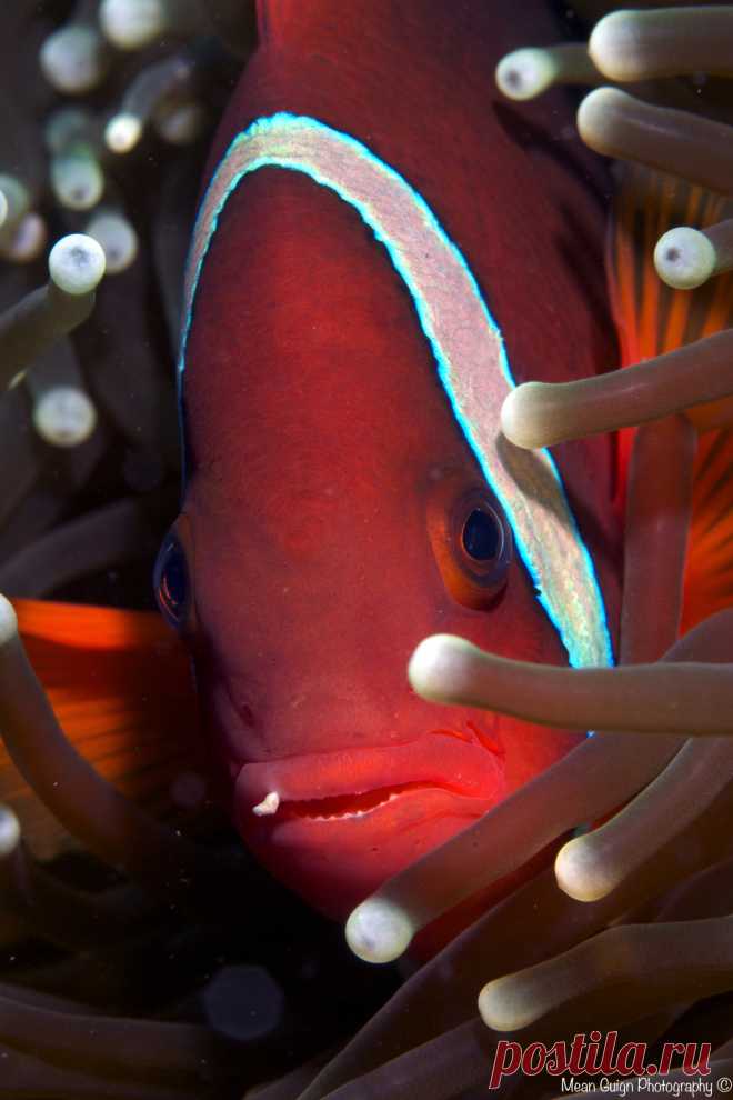 красные волны