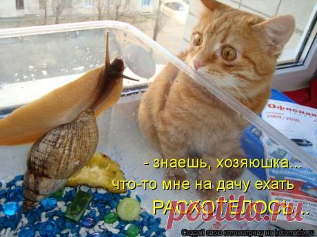 На дачах водятся коты небывалой красоты! Дачная котоматрица!