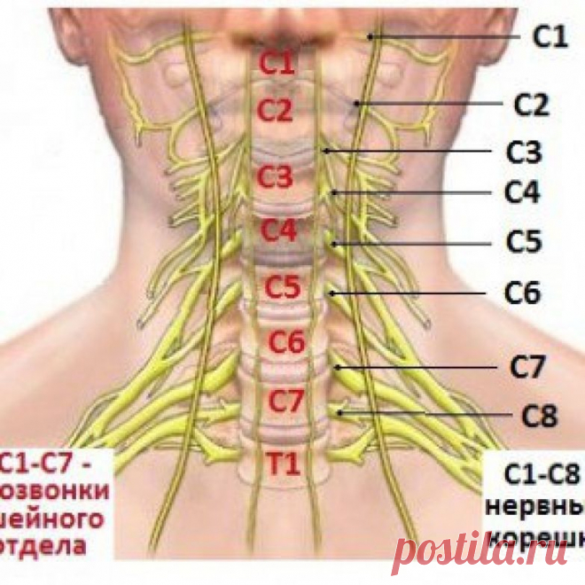 Клиника шейных корешковых синдромов