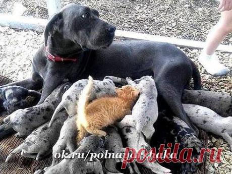 У меня Разве был рыжий?