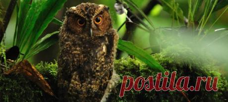 Крошку-сову с оранжевыми глазами не встречали с момента её открытия – а оно было больше века назад! Впрочем, благодаря небывалому везению, учёным недавно повстречался ещё один представитель этого вида 🦉