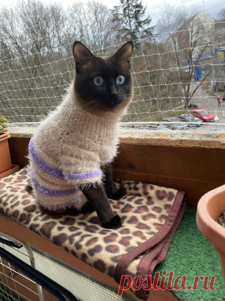 Свитерок для кота
