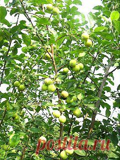 Дача ВИКТОРиЯ: Когда поливать яблоню, смородину и другие культуры