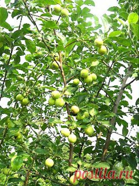 Дача ВИКТОРиЯ: Когда поливать яблоню, смородину и другие культуры