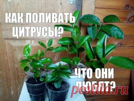 Как поливать Цитрусы Мандарины,Лимоны . Что они любят. - YouTube Поливать с перекисью водорода, с лимоном и водой на гвоздях (ржавой).