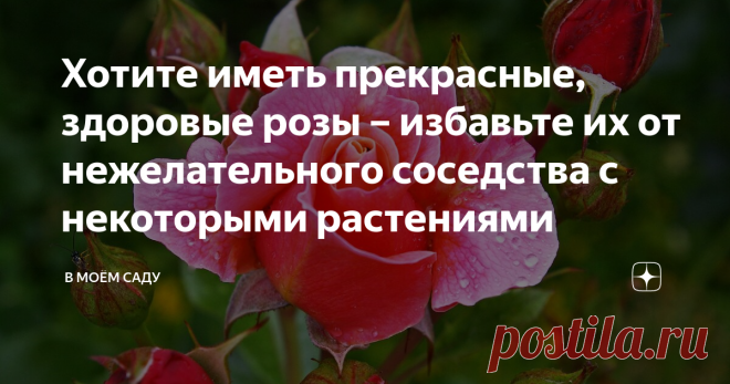 Хотите иметь прекрасные, здоровые розы – избавьте их от нежелательного соседства с некоторыми растениями Не всем любителям этого прекрасного цветка известно о том, что имеются растения, которым никак не подходит роль соседей царицы сада.
Зачастую некоторые садоводы прилагают максимум усилий, ухаживая за розами, делают всё возможное для своей любимой цветочной культуры, но упускают этот момент, а если бы знали в чём опасность такого нежелательного соседства, то скорей всего призадумались бы.
Хочу