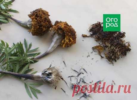 Что делать с бархатцами после цветения