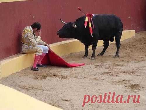 Это невероятное фото, знаменует окончание карьеры матадора, торреро Альваро Мунера. Он упал в раскаянии в середине боя,когда понял,что раненый им бык,не собирается нападать на человека.
Сам Мунера пишет об этом моменте: "И вдруг я посмотрел на быка. В его глаза. Они смотрели на меня с мольбой. Это было похоже на призыв к справедливости. Я описываю это как нечто,похожее на молитву. Я чувствовал себя худшим дерьмом на земле".