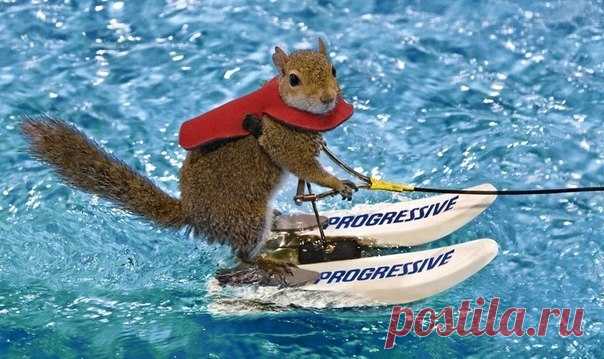 Твигги – белка на водных лыжах - Путешествуем вместе